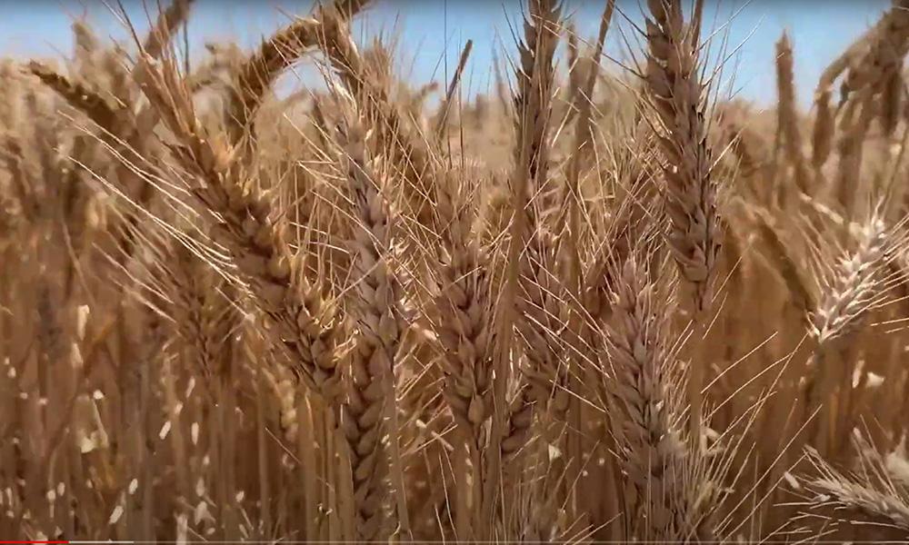 国常会重磅强调 确保二季度经济合理增长！12省专项督查情况公布