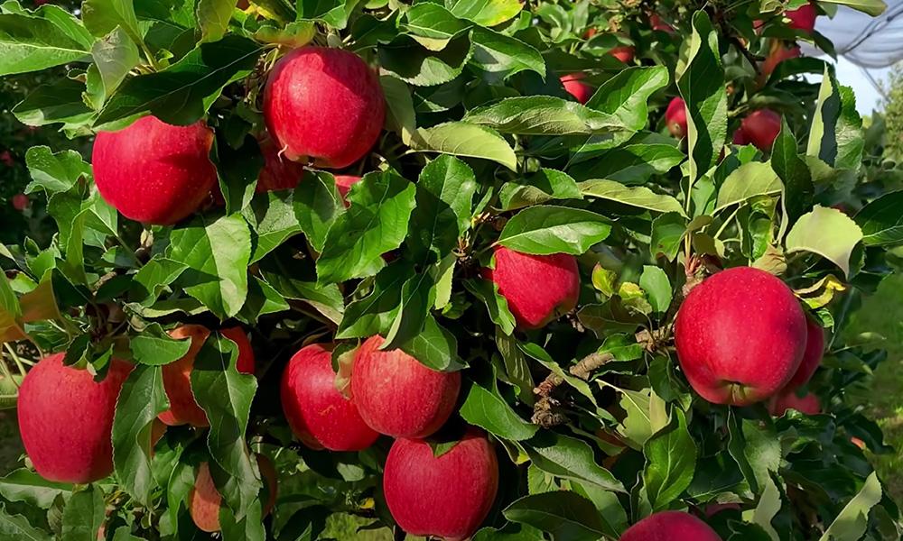 国信期货日评：贵金属震荡走弱，锌镍承压，苹果宽幅震荡