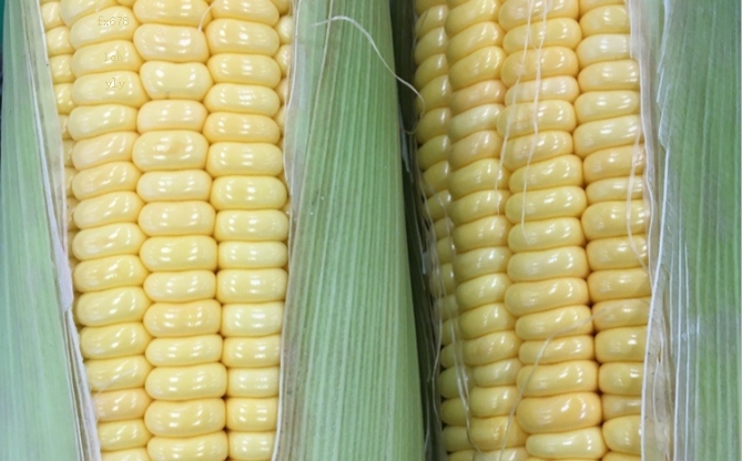 国信期货日评：黄金白银震荡反弹，现实提振连粕震荡走高