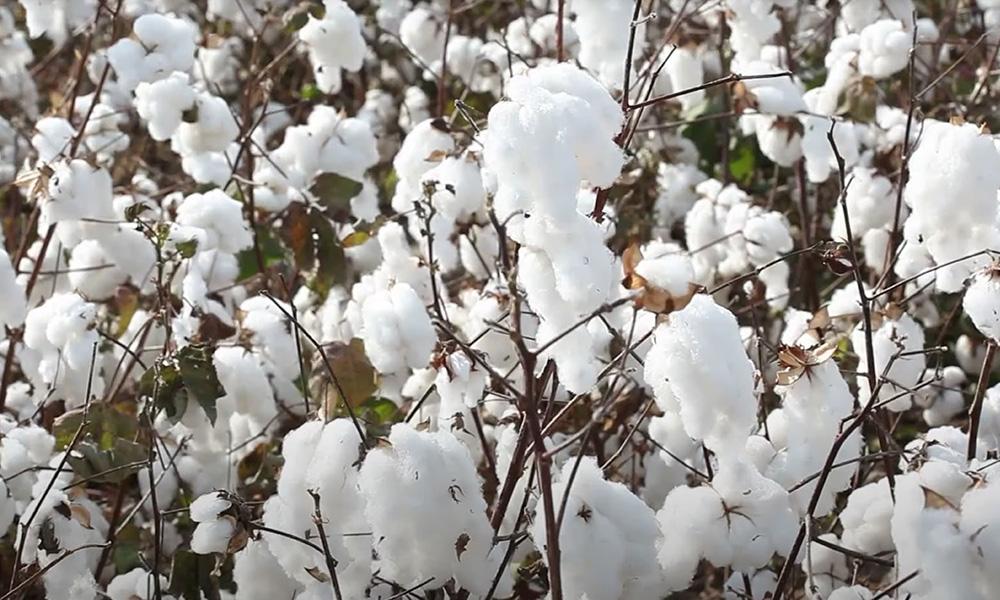 国信期货日评：油脂高位震荡，郑糖延续反弹，花生强势